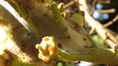 Oecophylla smaragdina