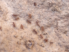 Cyphomyrmex flavidus