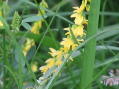 Melilotus officinalis