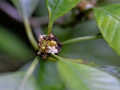 Psychotria cephalophora