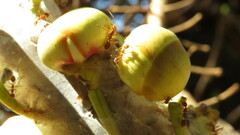 Oecophylla smaragdina