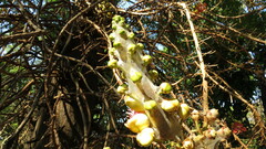 Oecophylla smaragdina