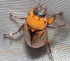 Cyclocephala lurida