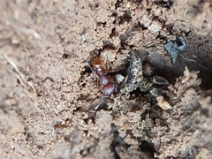 Pogonomyrmex pima