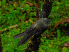 Rhipidura fuliginosa fuliginosa