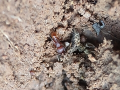 Pogonomyrmex pima