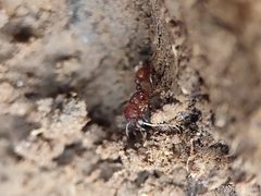 Pogonomyrmex pima