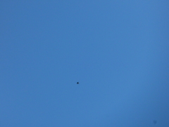 Falco novaeseelandiae