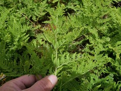 Hypolepis millefolium