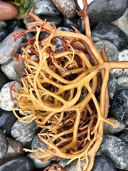 Macrocystis pyrifera