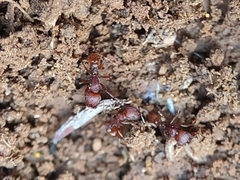 Pogonomyrmex pima