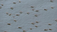 Aquarius adelaidis