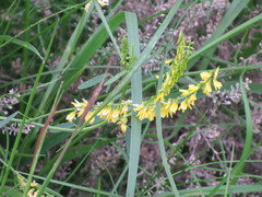 Melilotus officinalis