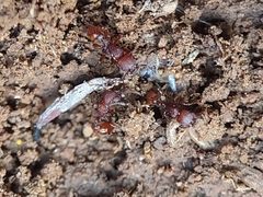 Pogonomyrmex pima