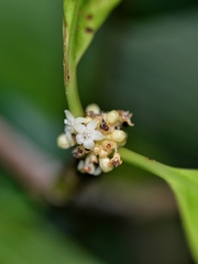 Psychotria cephalophora