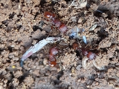 Pogonomyrmex pima
