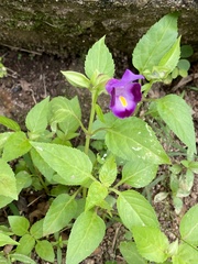 Torenia fournieri