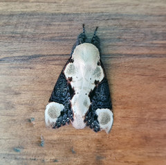 Formofentonia orbifer