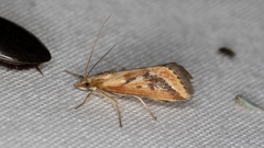 Achyra massalis