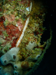 Spondylus varius