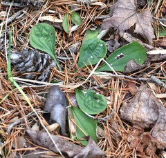 Antennaria plantaginifolia