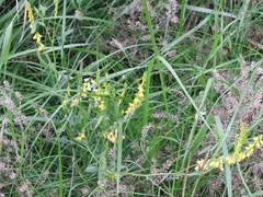 Melilotus officinalis