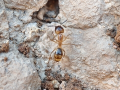Camponotus festinatus