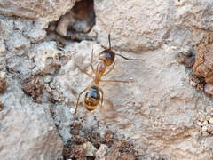 Camponotus festinatus