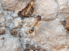 Camponotus festinatus