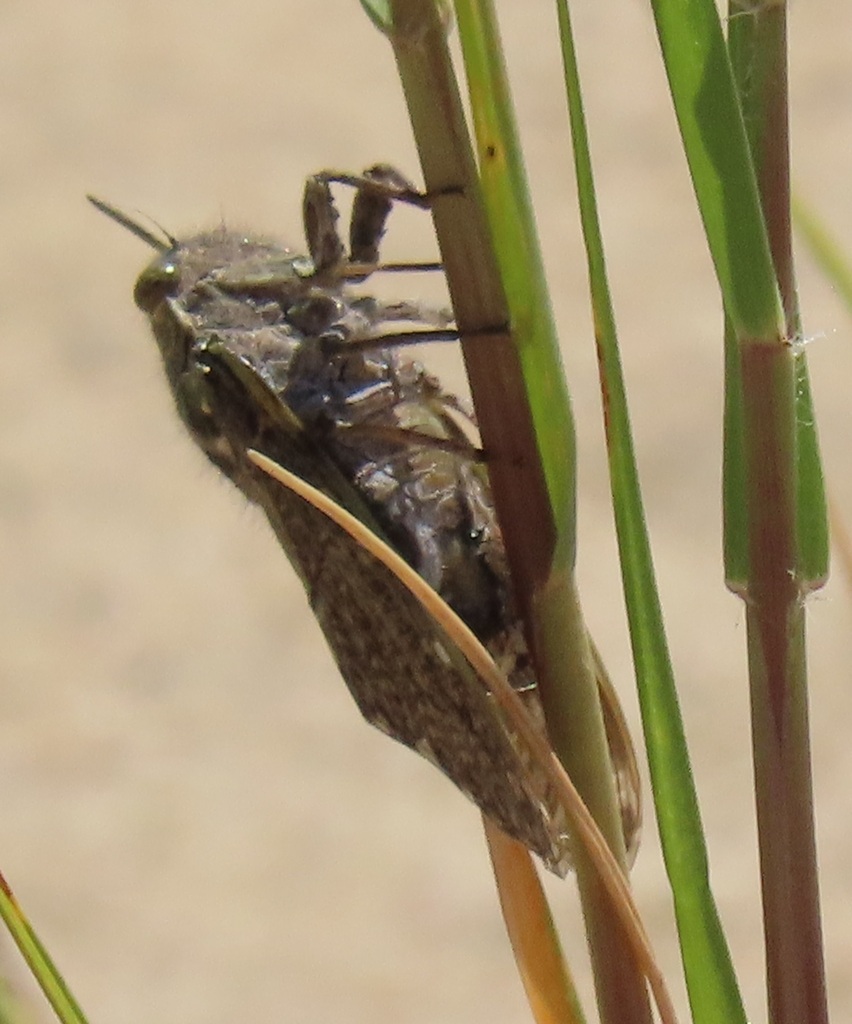 Maputaland Orangewing Cicada