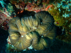 Lobophylliidae