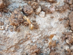 Camponotus festinatus