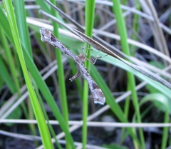 Platyptilia