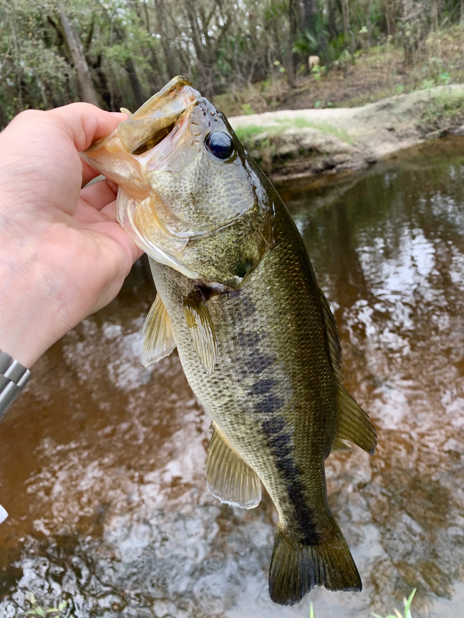 Micropterus floridanus (Lesueur, 1822)