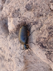 Meloinae