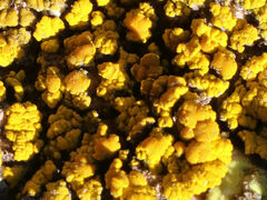 Candelariella rosulans