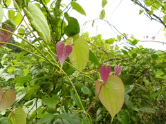 Dioscorea wallichii