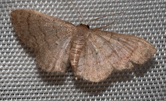 Sterrhinae