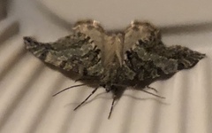 Hydriomena nubilofasciata