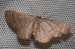 Sterrhinae