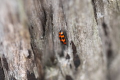 Episcaphula australis