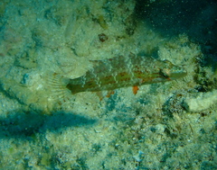 Oxycheilinus digramma