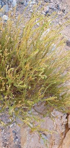 Heliotropium chenopodiaceum (Heliotropium chenopodiaceum)