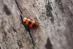 Episcaphula australis