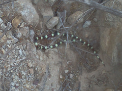 Micruroides euryxanthus