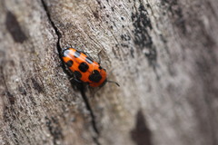 Episcaphula australis