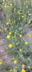 Senecio glaucus