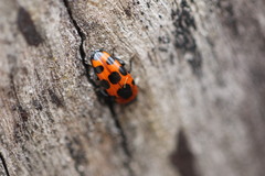 Episcaphula australis