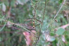 Leptotarsus clavatus