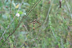 Leptotarsus clavatus